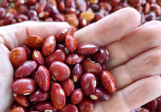 Frijoles